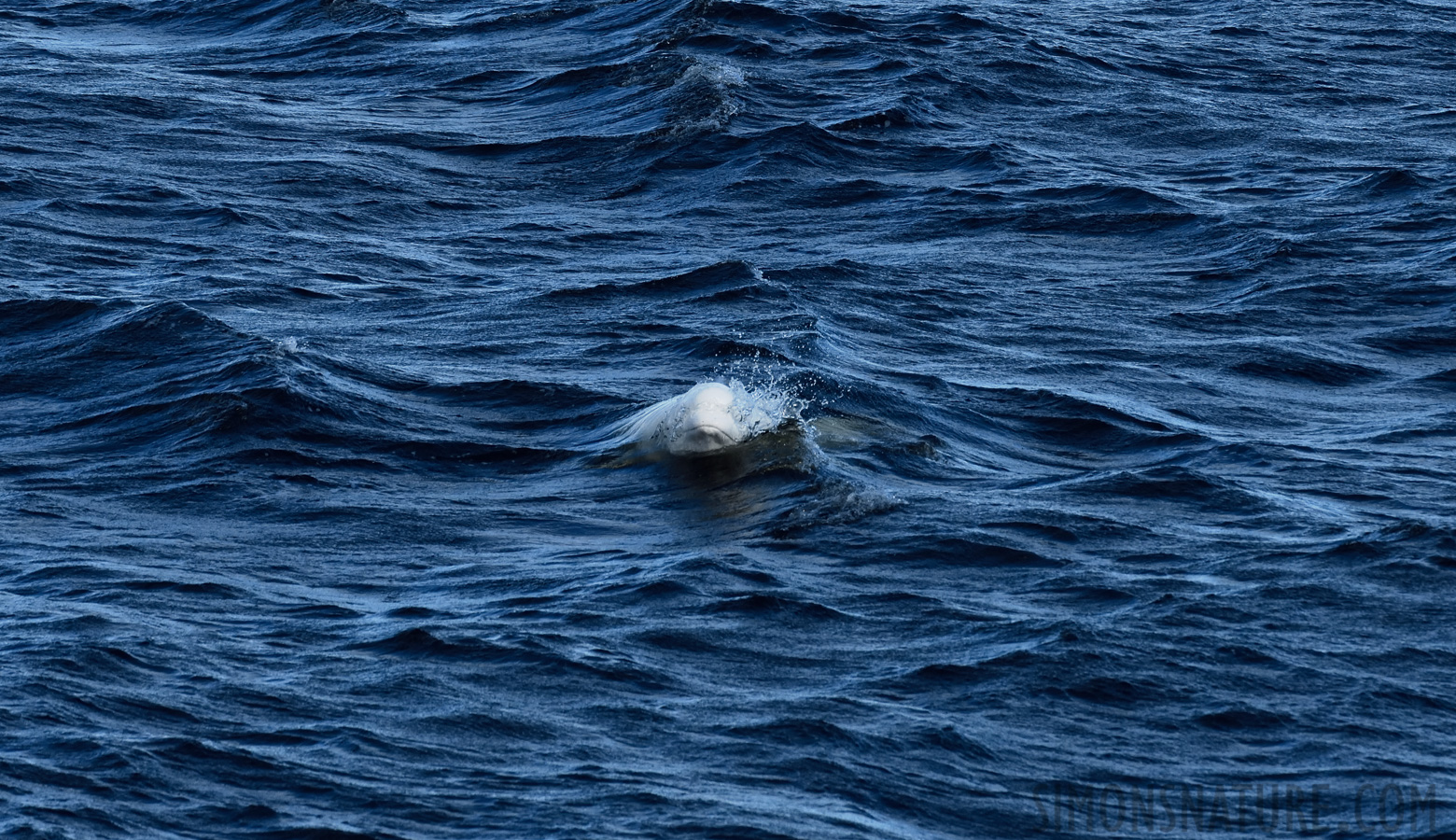 Delphinapterus leucas [400 mm, 1/1600 Sek. bei f / 8.0, ISO 800]